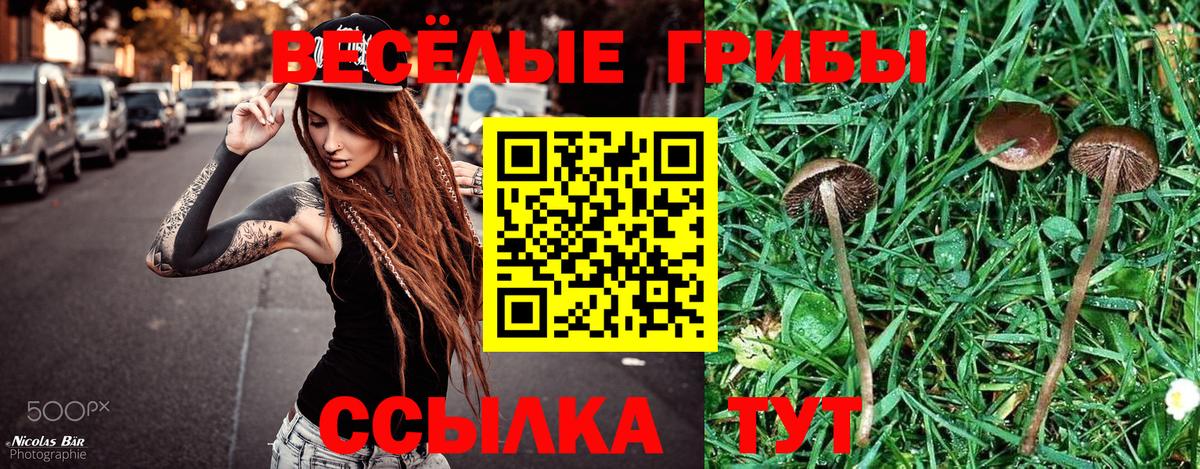 купить  сайты  Псилоцибиновые грибы Psilocybe  Тихорецк  Вход с VPN  Псилоцибиновые грибы GOLDEN TEACHER 